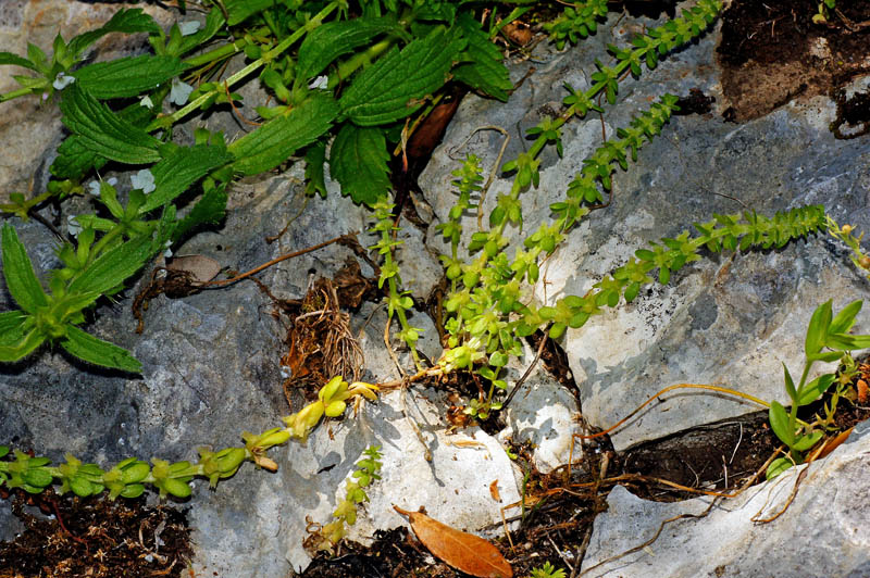 Valantia muralis